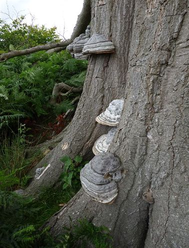Large brackets with many years’ growth on a mature beech at Knole Park, Kent.